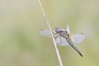 Scarlet Dragonfly (Crocothemis erythraea), female, North Rhine-Westphalia, Germany