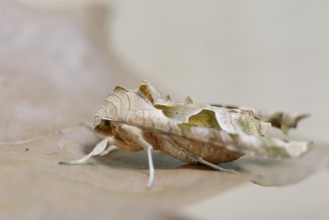 Agate owl or mangol owl (Phlogophora meticulosa), North Rhine-Westphalia, Germany