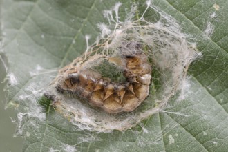 Rose owl (Thyatira batis), caterpillar pupating, North Rhine-Westphalia, Germany