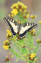 Swallowtail (Papilio machaon), North Rhine-Westphalia, Germany
