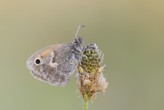 Small heath or small hay butterfly (Coenonympha pamphilus) with dewdrops, North Rhine-Westphalia,