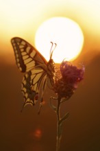 Swallowtail (Papilio machaon) at sunrise, North Rhine-Westphalia, Germany