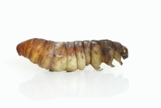 Tree of God moth or Ailanthus moth (Samia cynthia), caterpillar in pupation, against a white
