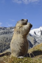 Alpine marmot (Marmota marmota), feeding, Hohe Tauern National Park, Austria