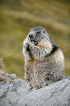 Alpine marmot (Marmota marmota), sitting and eating on a rock, Hohe Tauern National Park, Austria