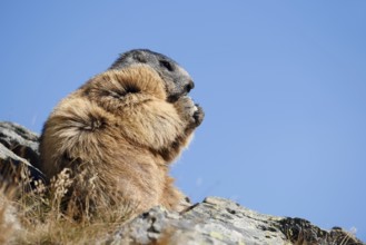 Alpine marmot (Marmota marmota), sitting and eating on a rock, Hohe Tauern National Park, Austria
