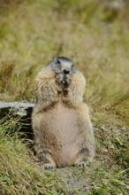 Alpine marmot (Marmota marmota), Hohe Tauern National Park, Austria