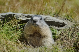 Alpine marmot (Marmota marmota) looking out of its burrow, Hohe Tauern National Park, Austria