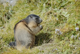 Alpine marmot (Marmota marmota), feeding, Hohe Tauern National Park, Austria