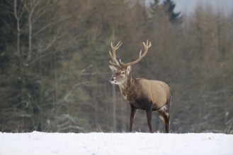 Red deer (Cervus elaphus), stag in winter, North Rhine-Westphalia, Germany