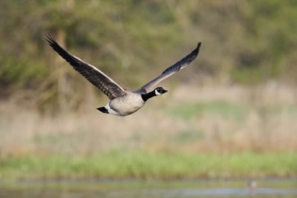Canada goose (Branta canadensis), flying, North Rhine-Westphalia, Germany