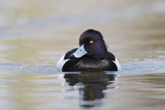 Tufted Duck (Aythya fuligula), drake, swimming, North Rhine-Westphalia, Germany