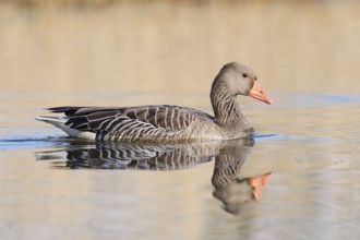 Greylag goose (Anser anser), swimming, North Rhine-Westphalia, Germany