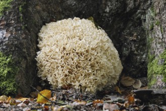 Wood Cauliflower fungus or fat hen (Wood Cauliflower crispa), Bavarian Forest National Park,