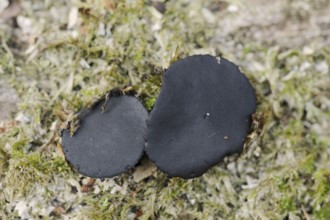 Black bulgar (Bulgaria inquinans), North Rhine-Westphalia, Germany