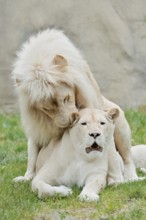 White lion (Panthera leo), pair copulating, captive