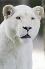 White lion (Panthera leo), female, portrait, captive
