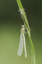 Willow Emerald Damselfly (Chalcolestes viridis) freshly hatched dragonfly and exuvia, North