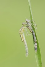 Willow Emerald Damselfly (Chalcolestes viridis) freshly hatched dragonfly hanging from its exuvia,