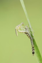 Willow Emerald Damselfly (Chalcolestes viridis) hatching, hatching, larva, dragonfly larva, North