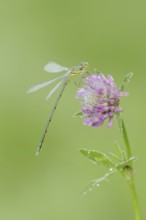 Willow Emerald Damselfly (Chalcolestes viridis), male on flower of meadow clover (Trifolium