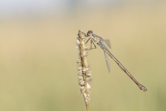 Willow Emerald Damselfly (Chalcolestes viridis), female, North Rhine-Westphalia, Germany