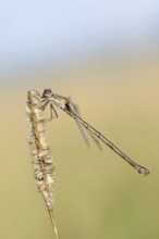 Willow Emerald Damselfly (Chalcolestes viridis), female, North Rhine-Westphalia, Germany