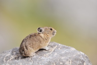 American pika (Ochotona princeps) sitting on a rock, Jasper National Park, Alberta, Canada