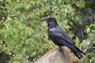 Raven (Corvus corax) sitting on a rock, Banff National Park, Alberta, Canada