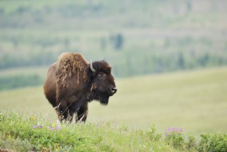American Bison (Bos bison), female, Alberta, Canada