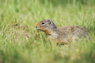 Columbia ground squirrel (Urocitellus columbianus, Spermophilus columbianus), British Columbia,