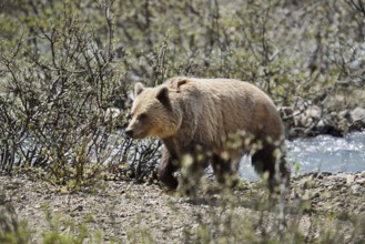 Grizzly bear (Ursus arctos horribilis), Banff National Park, Alberta, Canada