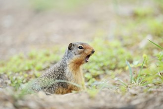 Columbia ground squirrel (Urocitellus columbianus, Spermophilus columbianus) looks out of its