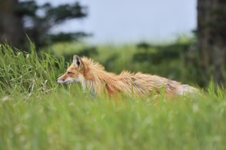 Red fox (Vulpes vulpes), Waterton Lakes National Park, Alberta, Canada