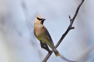 Cedar Waxwing (Bombycilla cedrorum), Waterton Lakes National Park, Alberta, Canada
