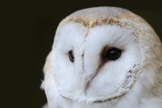 Barn owl (Tyto alba), portrait, Germany