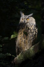 European eagle owl (Bubo bubo) sitting on a branch, North Rhine-Westphalia, Germany