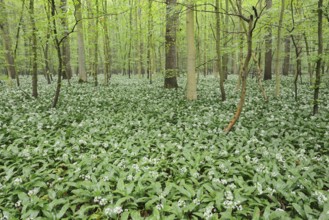 Wild garlic (Allium ursinum) in bloom in a deciduous forest, spring, North Rhine-Westphalia,