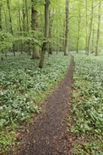 Flowering wild garlic (Allium ursinum) and path in a deciduous forest, spring, North