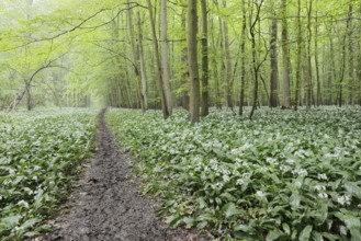 Flowering wild garlic (Allium ursinum) and path in a deciduous forest, spring, North