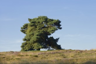 Scots pine or Scots pine (Pinus sylvestris) in heathland, Westruper Heide, North Rhine-Westphalia,
