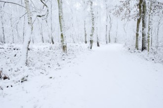 Path through a snow-covered deciduous forest, North Rhine-Westphalia, Germany