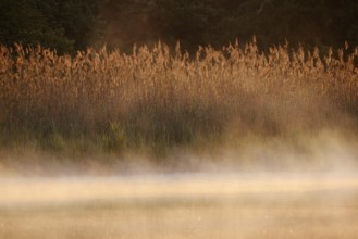 Lake and reed (Phragmites australis) with morning mist at sunrise, North Rhine-Westphalia, Germany