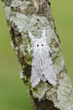 Cerura erminea or ermine moth (Cerura erminea), France