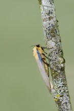 Four-spot lichen bear or large lichen bear (Lithosia quadra), male, France