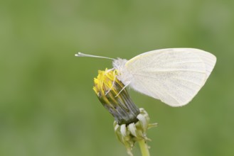 Small white (Pieris rapae), North Rhine-Westphalia, Germany