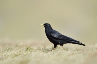 Alpine chough (Pyrrhocorax graculus), Hohe Tauern National Park, Austria