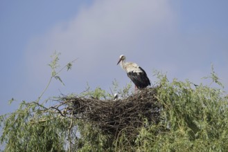 White stork (Ciconia ciconia) with chicks in the nest on a willow (Salix), North Rhine-Westphalia,