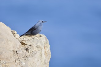 Blue Rock Thrush (Monticola solitarius), male sitting on a rock on the coast, Algarve, Portugal