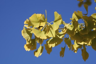 Ginkgo or Ginko (Ginkgo biloba), leaves in autumn, North Rhine-Westphalia, Germany